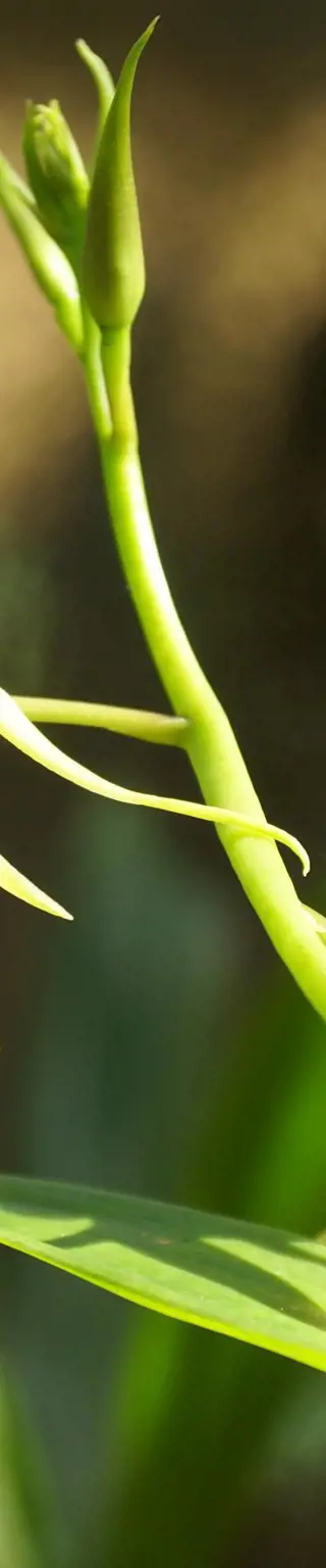 Schärfe deine Sinne im Orchideengarten von Soroa